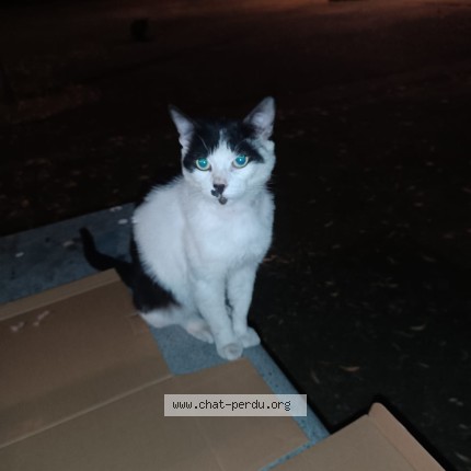Photo 1/1 Chat trouvé Trouvé à Villeneuve La Garenne