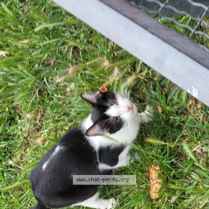 Photo de chat trouvé à Villeneuve La Garenne