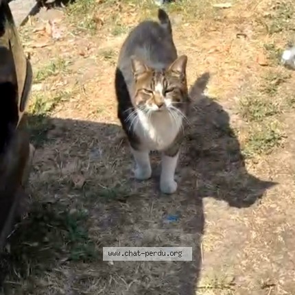 Photo 1/1 Chat trouvé Trouvé à Trappes