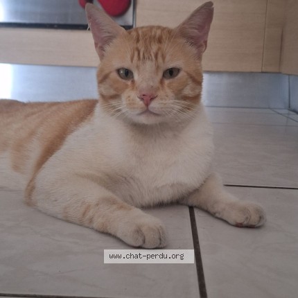 Photo de chat perdu à Ogeu Les Bains