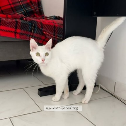 Photo 1/1 Chat retrouvé Perdu à Mauze Sur Le Mignon