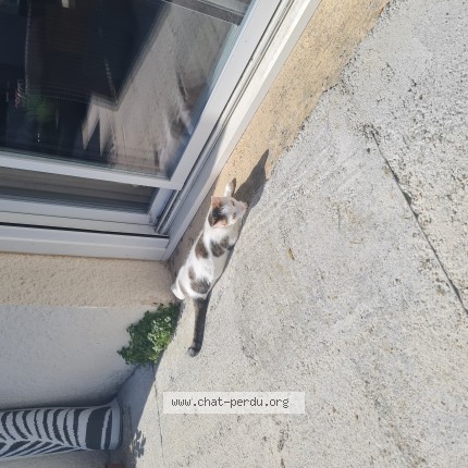 Photo de chat perdu à Saint Brieuc