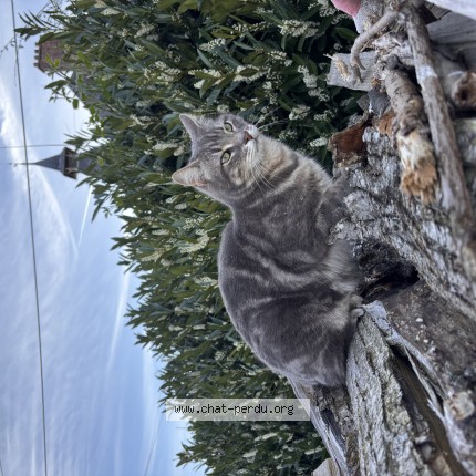 Photo 1/1 Roy Chat perdu à Caumont