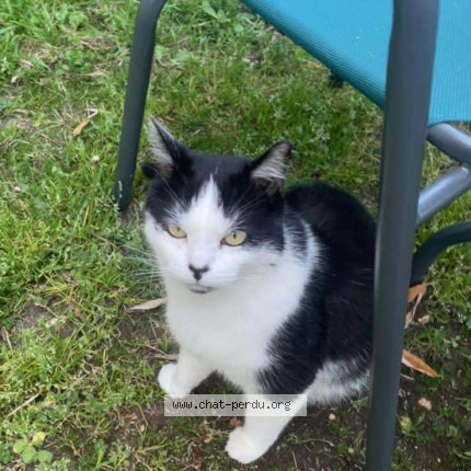 Photo 1/1 PACHA Chat perdu à Carrieres Sous Poissy