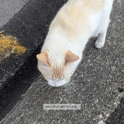 Photo 1/1 Chat trouvé Trouvé à Bordeaux