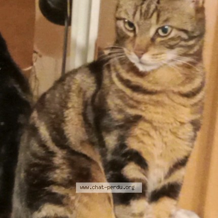 Photo de chat perdu à Calais