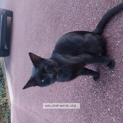 Photo de chat trouvé à Ifs