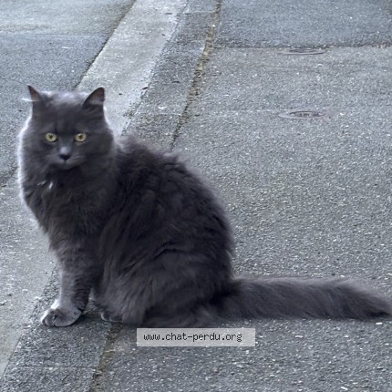 Photo de chat perdu à La Madeleine