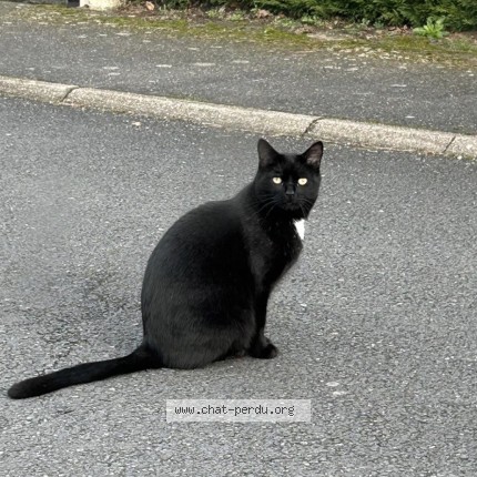Photo de chat perdu à Toussaint