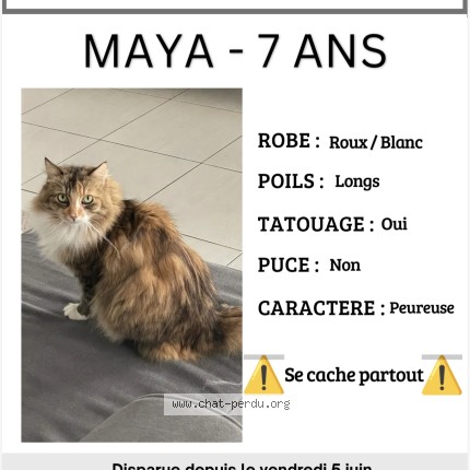 Photo 1/1 maya Chat perdu à Montpellier