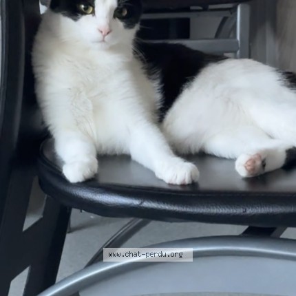 Photo 1/1 nala Chat perdu à Amiens