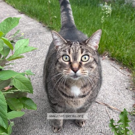 Photo 1/1 Gatita Chat perdu à Terrebonne