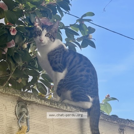 Photo 1/1 Petit Tonnerre Chat perdu à Villemomble