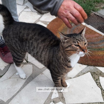 Photo de chat perdu à St Sulpice La Pointe