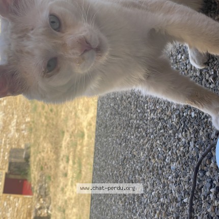 Photo 1/1 Chat trouvé Trouvé à Lissieu