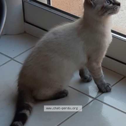 Photo de chat perdu à Le Dresny Plesse