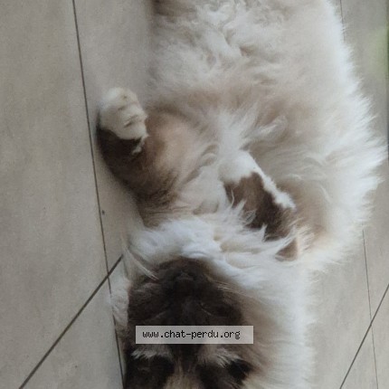 Photo de chat perdu à Catenoy
