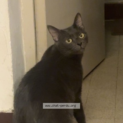 Photo de chat perdu à Valence