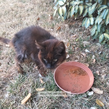 Photo 1/1 Chat trouvé Trouvé à St Barthelemy D Anjou