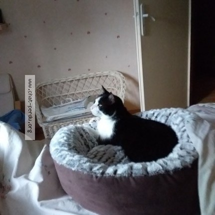 Photo 2/2 Filou Chat perdu à Grau Du Roi