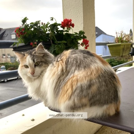 Photo 1/1 Moune Chat perdu à Penmarch