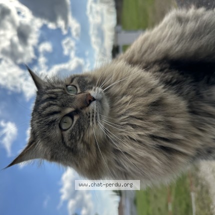 Photo de chat perdu à Vourles