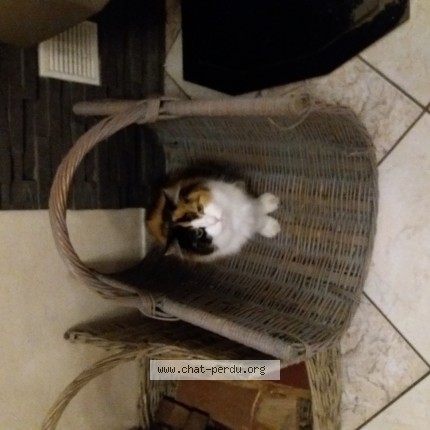 Photo 1/1 DOUDOUNE Chat perdu à Estrees Mons