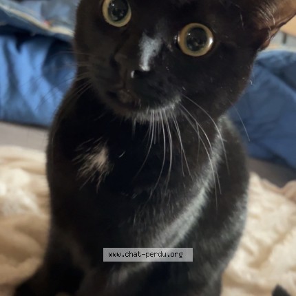 Photo de chat perdu à Champier