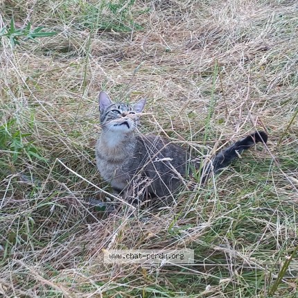 Photo de chat perdu à Neuvic Sur L Isle