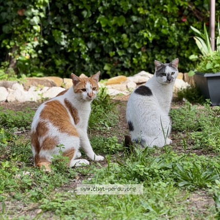 Photo de chat perdu à Les Laupies