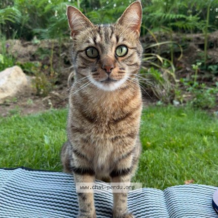 Photo 1/1 HILO Chat perdu à Plouzane