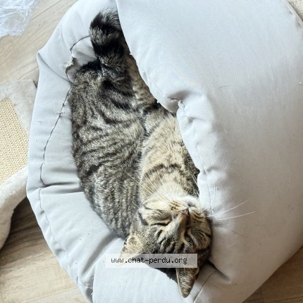 Photo de chat perdu à Herouville St Clair