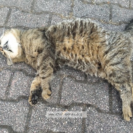 Photo 1/1 Chat trouvé Trouvé à Saint Nicolas De Port