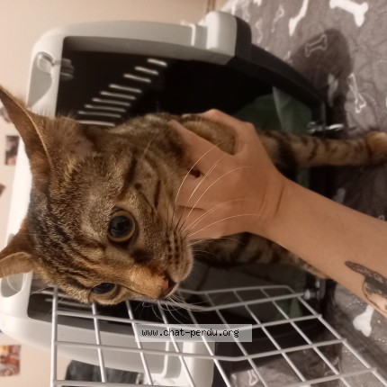 Photo 1/1 Chat retrouvé Trouvé à Aurillac