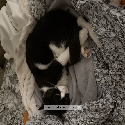 Photo 1/1 Chat retrouvé Perdu à Toulouse