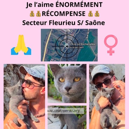 Photo de chat perdu à Fleurieu Sur Saone
