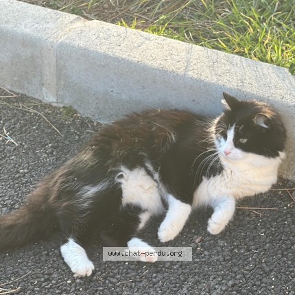 Photo 1/3 Mouss Chat perdu à Wissous