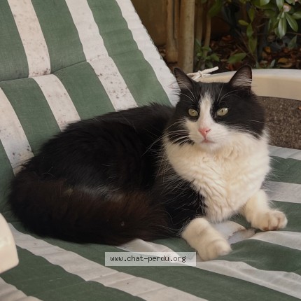 Photo 3/3 Mouss Chat perdu à Wissous