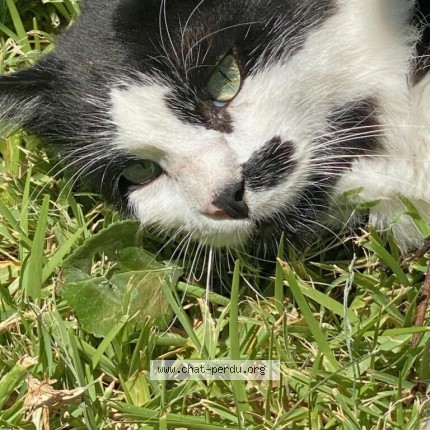 Photo de chat perdu à Bordeaux