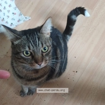 Photo de chat perdu à Marseille