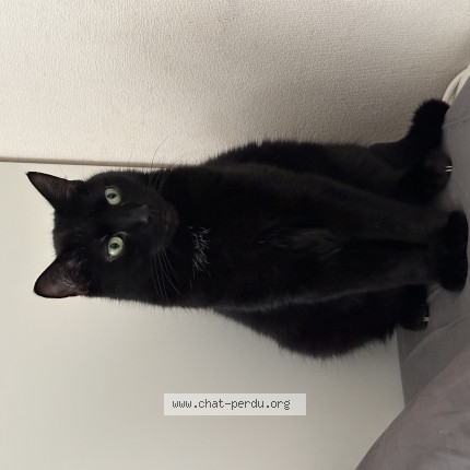 Photo 1/1 Chat retrouvé Perdu à Nanteuil Le Haudouin