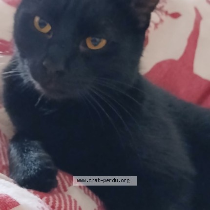 Photo de chat perdu à Mulhouse