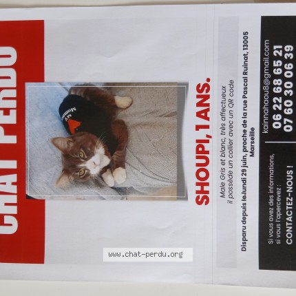 Photo de chat perdu à Marseille