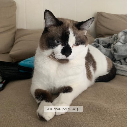 Photo de chat perdu à Lauzerville