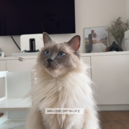 Photo de chat perdu à Gournay Sur Marne