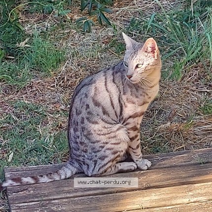 Photo de chat perdu à Ales