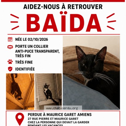 Photo de chat perdu à Amiens