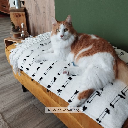 Photo de chat perdu à Montreuil Juigne