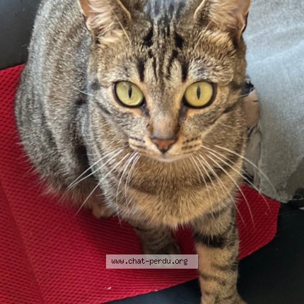 Photo 1/1 frisquette Chat perdu à Montigny En Gohelle