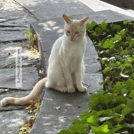 Photo 1/1 Chat trouvé Trouvé à Brussels